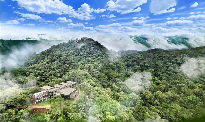 Dense green cloud forest in Ecuador.