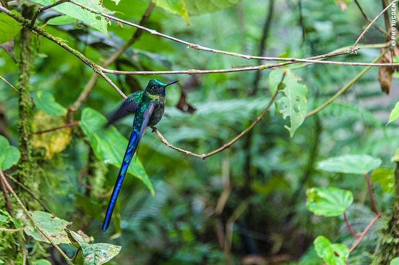 Cloud Forest, Ecuador photo 2