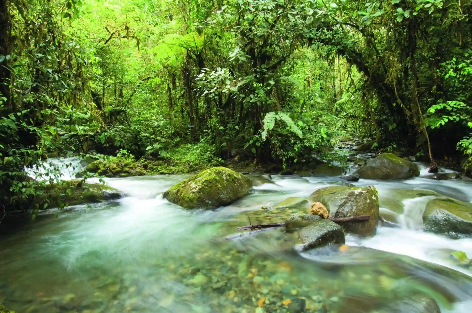 Cloud Forest, Ecuador photo 5