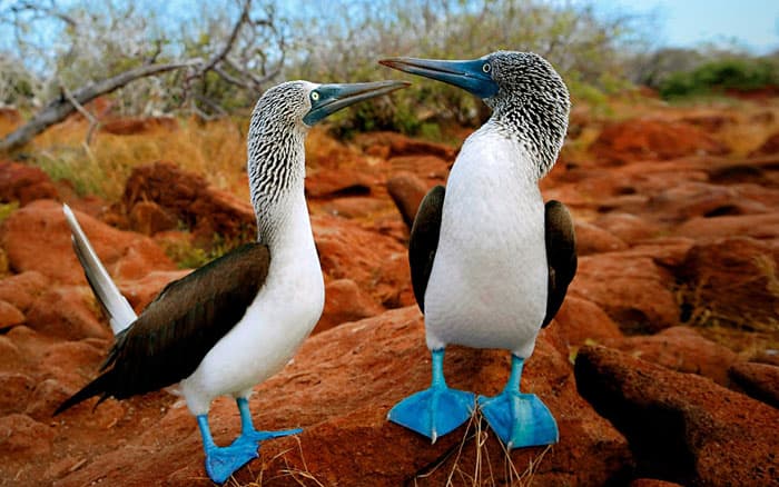 Galapagos Islands, Ecuador photo 5